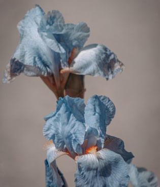 blue iris flowers