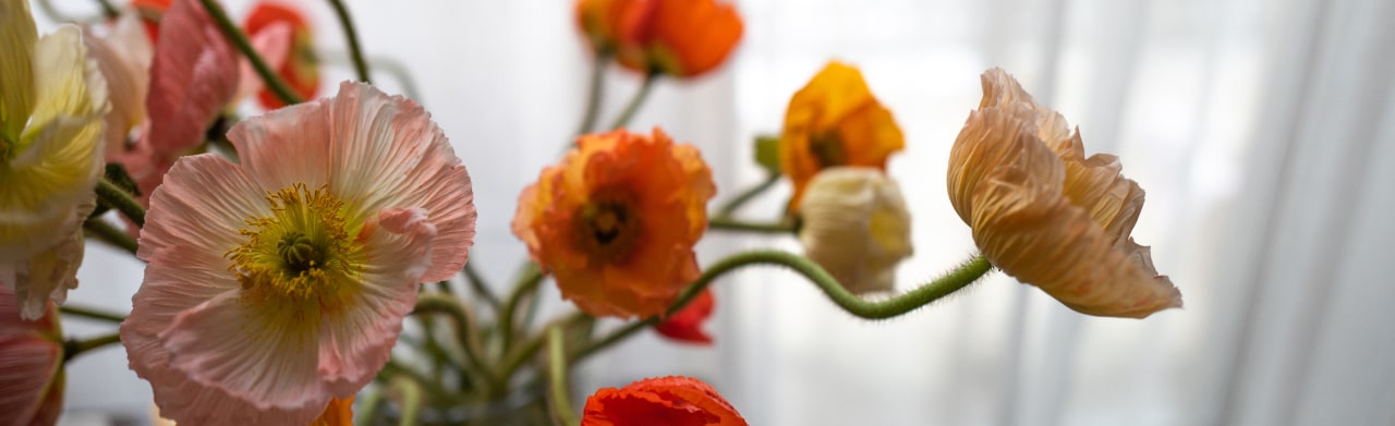 delicate anemone flowers